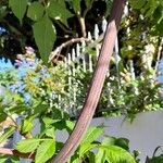 Dahlia imperialis Bark