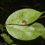 Cynometra retusa Hoja