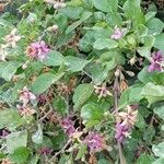 Lycium chinense 形態