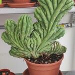 Myrtillocactus geometrizans葉