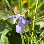 Viola sieheana Flor