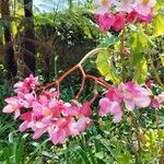 Begonia coccineaBlomma