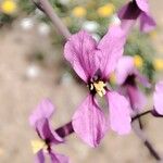 Moricandia moricandioides Flower