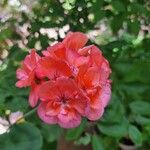 Pelargonium zonaleᱵᱟᱦᱟ