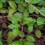 Coccocypselum hirsutum Leaf