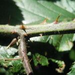 Rubus foliosus Corteza