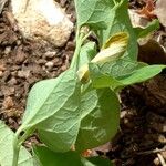 Aristolochia pallida ᱛᱟᱦᱮᱸ