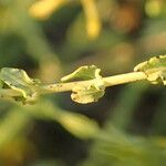 Hypericum triquetrifolium Frunză