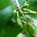 Erythroxylum laurifolium Fruit