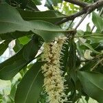 Macadamia integrifolia Blüte