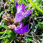 Campanula glomerataЦветок