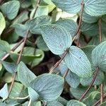 Origanum scabrum Leaf