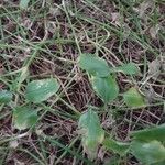 Commelina benghalensis Leaf