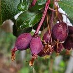 Malus hupehensis Fruit