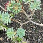 Euphorbia atropurpurea Plante entière