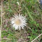 Carlina acaulisBlüte