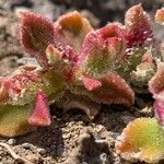 Mesembryanthemum crystallinum Leaf