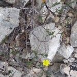 Fumana procumbens Yeri