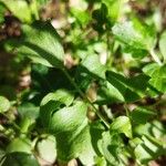 Cardamine pratensis Leaf