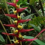 Heliconia bihaiBlodyn