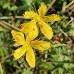 Hypericum annulatum 花