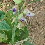Crotalaria verrucosa Blüte