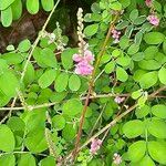 Indigofera heterantha Leaf