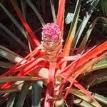 Bromelia balansae Fuelha