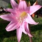 Amaryllis belladonna Virág