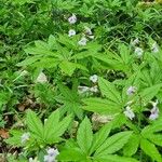 Cardamine heptaphylla പുഷ്പം