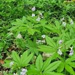 Cardamine heptaphylla Цвят