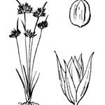 Juncus capitatus Autre