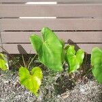 Anthurium faustomirandae Yaprak