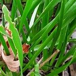 Allium angulosum Leaf