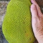 Artocarpus integer Fruit