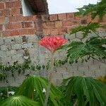 Jatropha multifida Flower