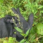 Persicaria punctata Kwiat