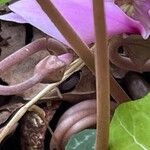 Cyclamen hederifolium кора