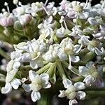 Seseli annuum Blüte