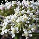 Seseli annuum Flower