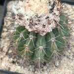 Melocactus schatzlii Yaprak