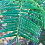 Torreya californica Folha