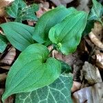 Maianthemum bifolium Лист