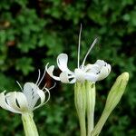 Silene italica Blüte