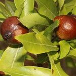 Alibertia edulis Fruit