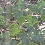 Malvaviscus arboreus Leaf