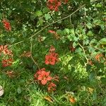 Bauhinia galpinii Blüte