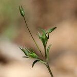 Sabulina tenuifolia Flower