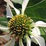 Echinacea pallida Flower