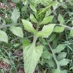 Lactuca floridana Hoja